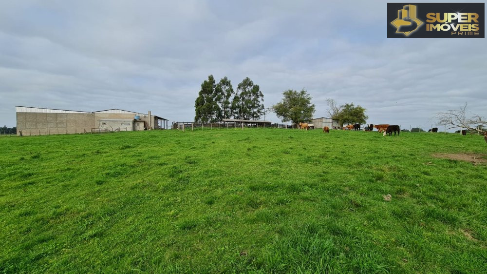 Fazenda/sítio/chácara/haras à venda  no Colônia Nova - Aceguá, RS. Imóveis