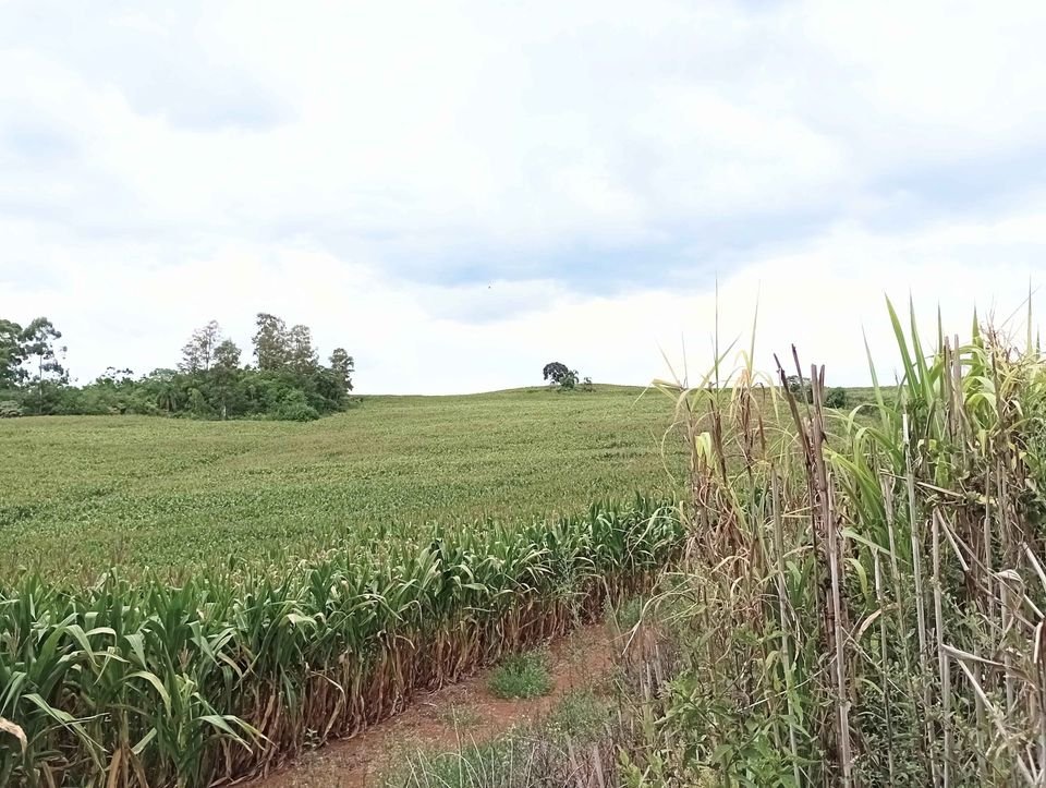 Área - Venda - Zona Rural - Anta Gorda - RS